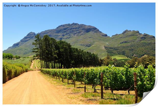 Vineyard in Stellenbosch region of South Africa Print by Angus McComiskey