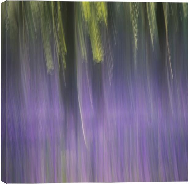 Lime & Purple Canvas Print by Sue MacCallum- Stewart