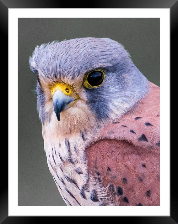 kestrel Framed Mounted Print by stephen king