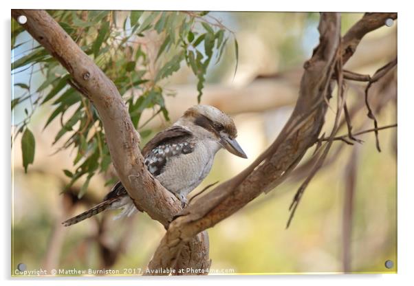 Kookaburra Sits In The Old Gumtree Acrylic by Matthew Burniston