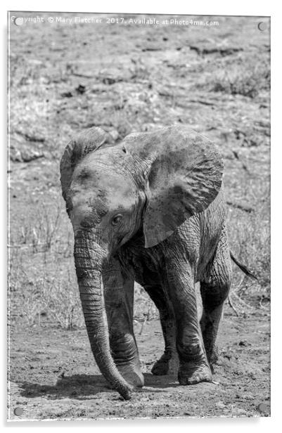  Elephant Calf Acrylic by Mary Fletcher