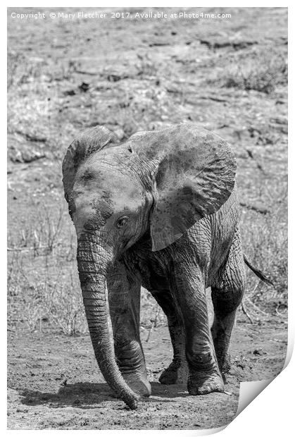  Elephant Calf Print by Mary Fletcher