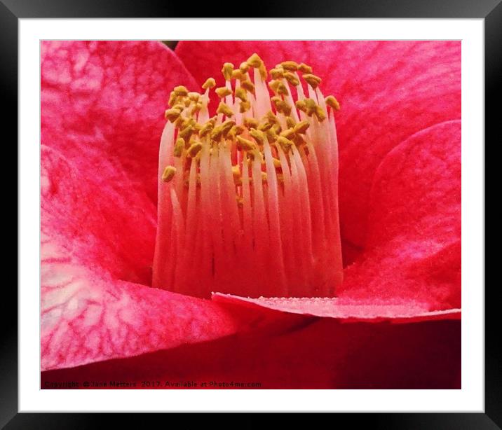 Camellia Close-Up Framed Mounted Print by Jane Metters