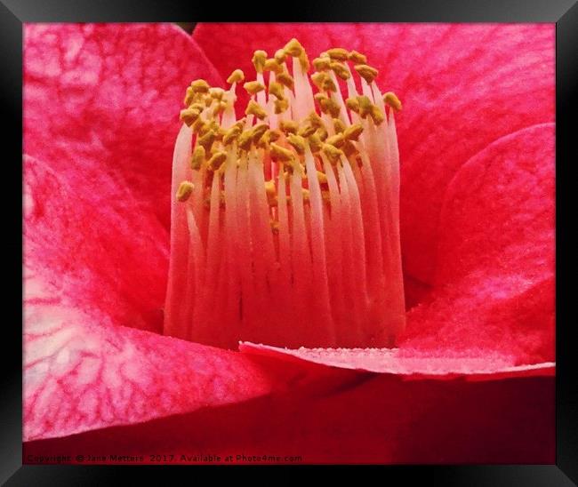 Camellia Close-Up Framed Print by Jane Metters