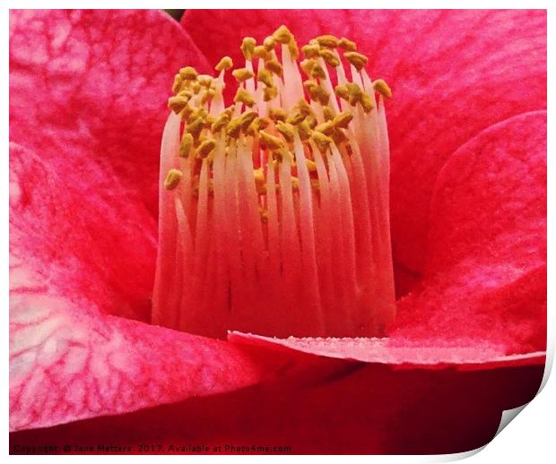 Camellia Close-Up Print by Jane Metters