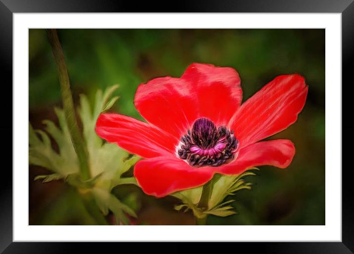 Red Wildflower Framed Mounted Print by Michael Goyberg