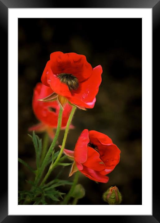 Red Wildflowers with corrected colors and lighting Framed Mounted Print by Michael Goyberg