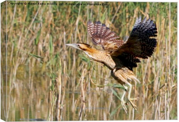 Bittern Canvas Print by Martin Kemp Wildlife