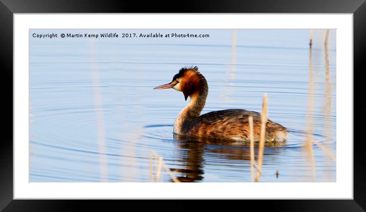 Great Crested Grebe Framed Mounted Print by Martin Kemp Wildlife