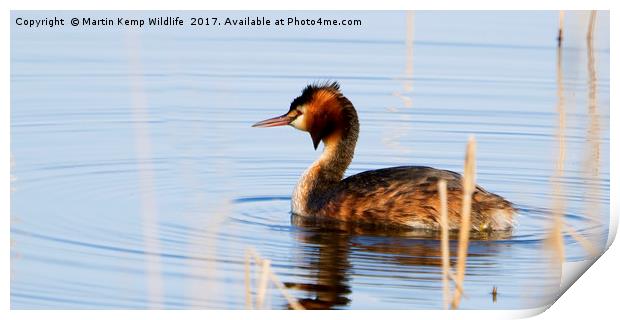 Great Crested Grebe Print by Martin Kemp Wildlife