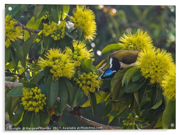 Blue faced honeyeater  Acrylic by Margaret Stanton