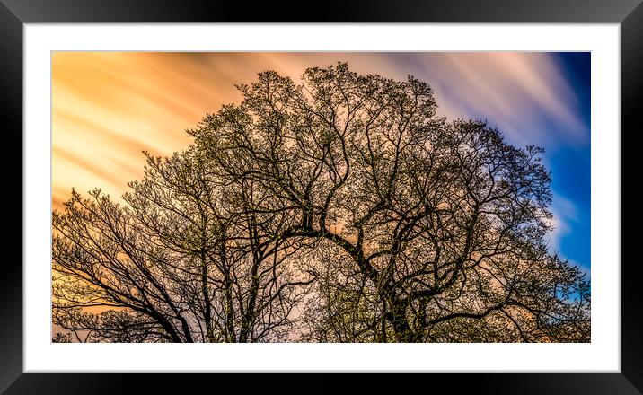 Tree Digital Art in Colour Framed Mounted Print by Naylor's Photography