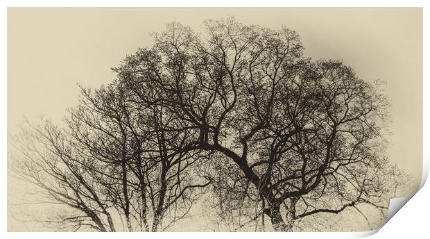 Tree Digital Art  Print by Naylor's Photography