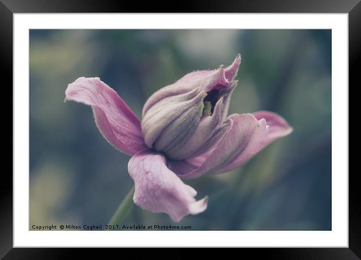 Pink Clematis Flower Bud Framed Mounted Print by Milton Cogheil