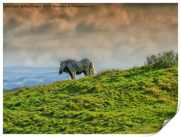 Horses on the hill Print by Derrick Fox Lomax