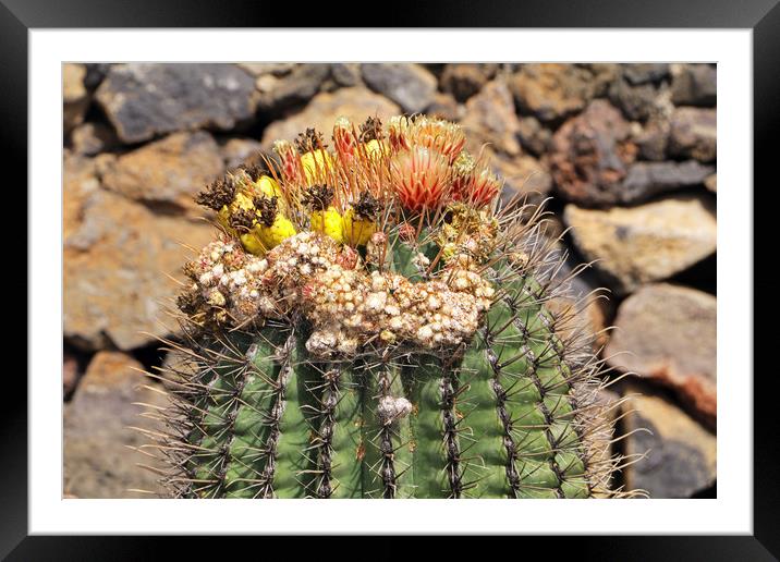 Colourful Cactus Framed Mounted Print by Tony Murtagh