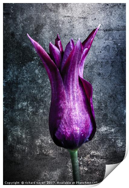 Steel Tulip Print by richard sayer