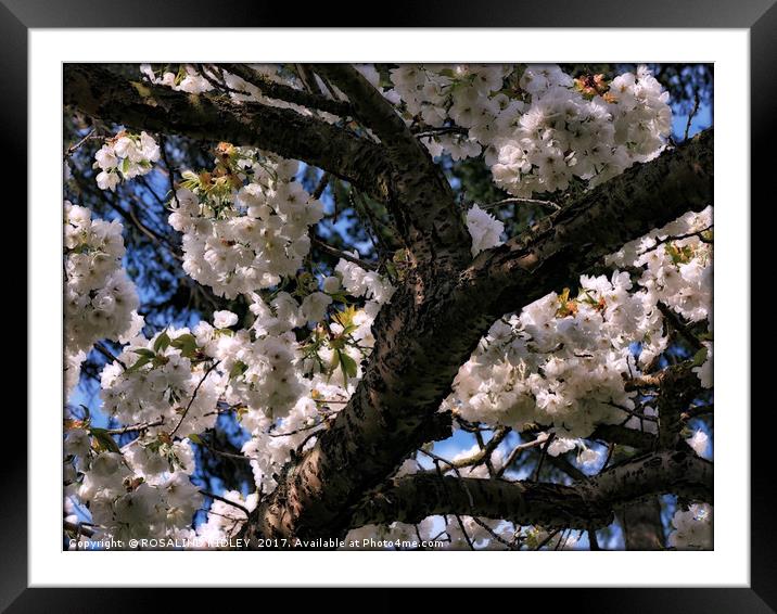 "Overladen with blossoms" Framed Mounted Print by ROS RIDLEY