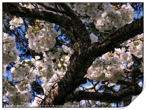 "Overladen with blossoms" Print by ROS RIDLEY