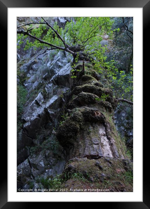 Fallen Tree over the River Framed Mounted Print by Angelo DeVal