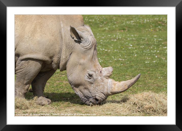 White Rhinoceros  Framed Mounted Print by Steve Hughes