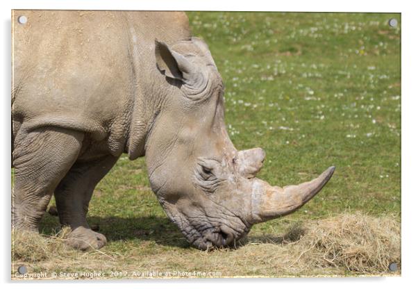 White Rhinoceros  Acrylic by Steve Hughes