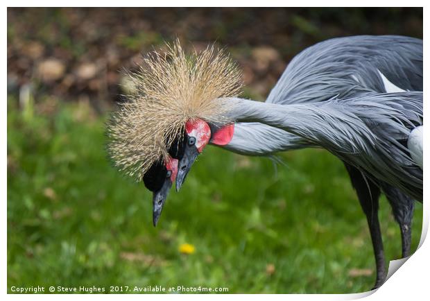 Pair of Grey Crested Cranes Print by Steve Hughes
