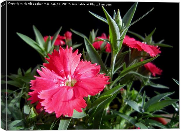 Dianthus,                   Canvas Print by Ali asghar Mazinanian