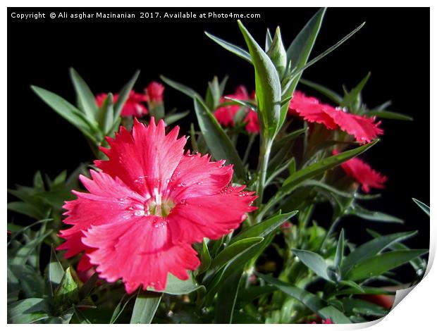 Dianthus,                   Print by Ali asghar Mazinanian