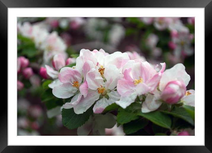 Apple Blossom in the Spring Framed Mounted Print by Joy Walker