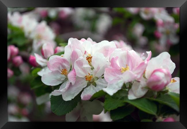 Apple Blossom in the Spring Framed Print by Joy Walker