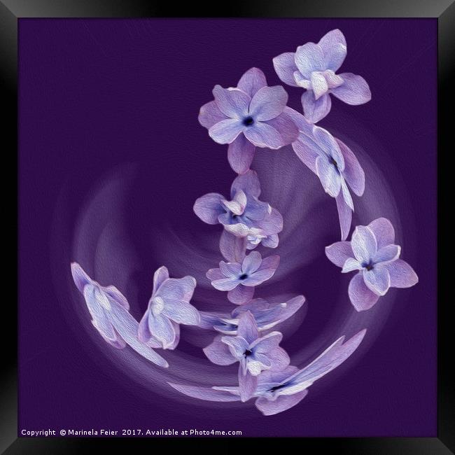Lilac in circle Framed Print by Marinela Feier