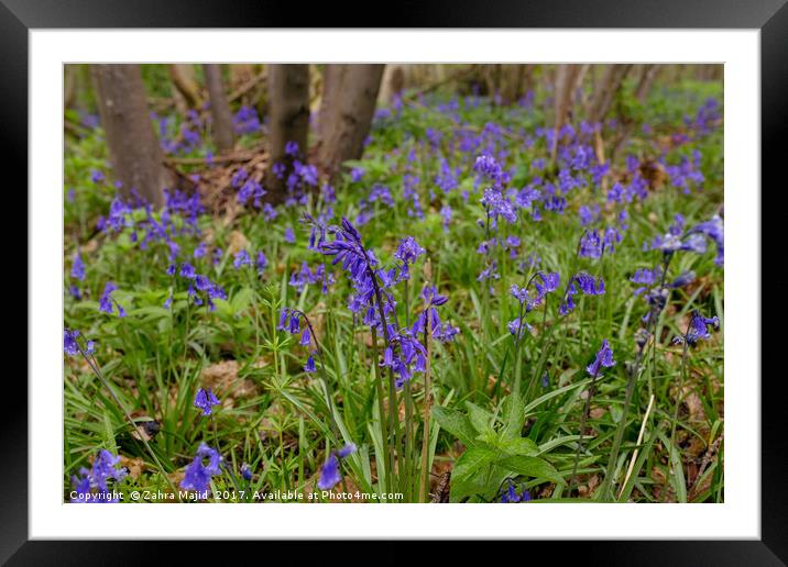 Bluebells on a Rainy Morning Framed Mounted Print by Zahra Majid