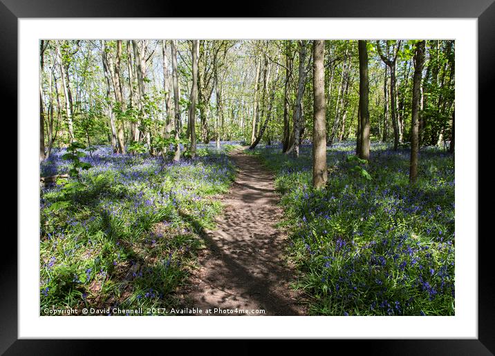 Pathway Through Bluebell Wood Framed Mounted Print by David Chennell