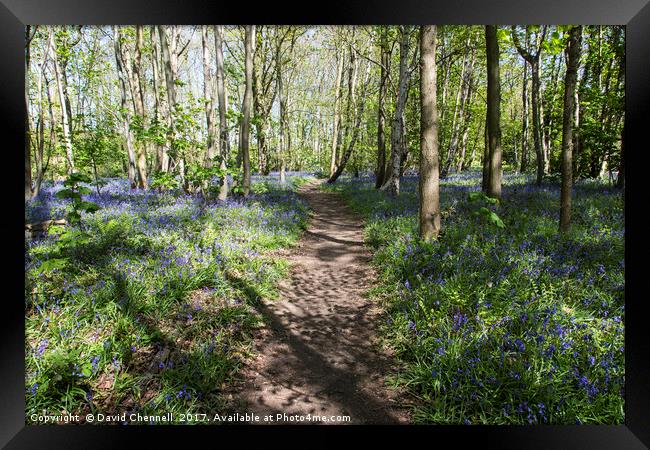 Pathway Through Bluebell Wood Framed Print by David Chennell