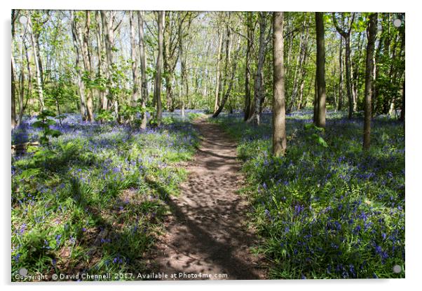 Pathway Through Bluebell Wood Acrylic by David Chennell
