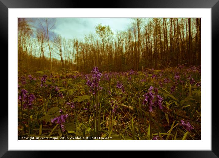 Goodnight Bluebell Framed Mounted Print by Zahra Majid