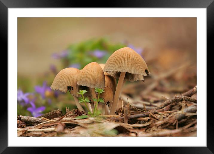 Mushroom Group Framed Mounted Print by Martin Doheny