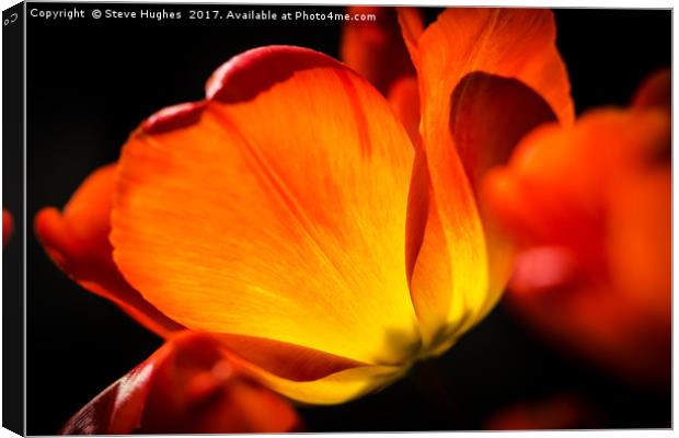 Warming colours of spring Canvas Print by Steve Hughes