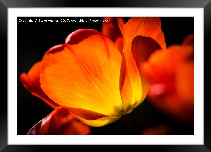 Warming colours of spring Framed Mounted Print by Steve Hughes
