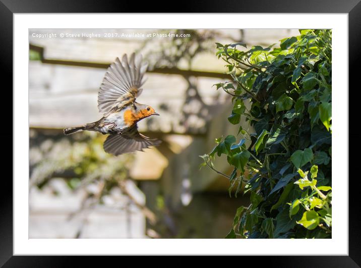 Robin flying into its nest Framed Mounted Print by Steve Hughes