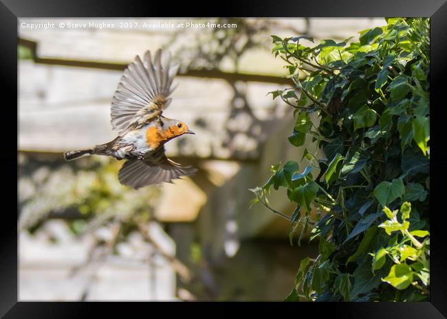 Robin flying into its nest Framed Print by Steve Hughes