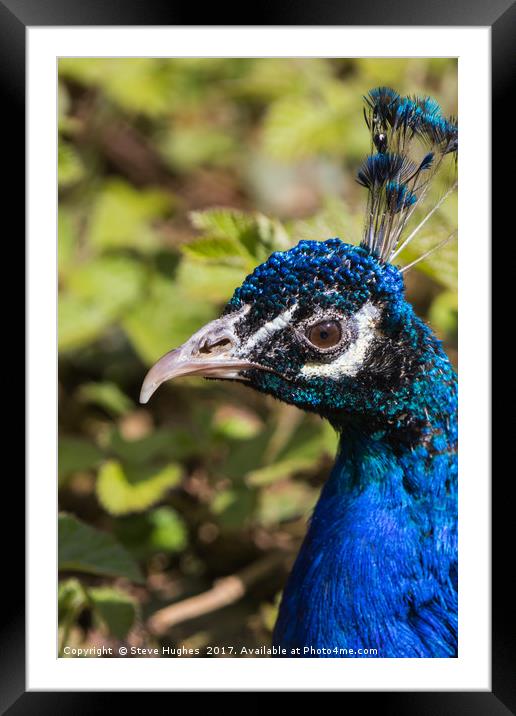 Indian blue Peacock Framed Mounted Print by Steve Hughes