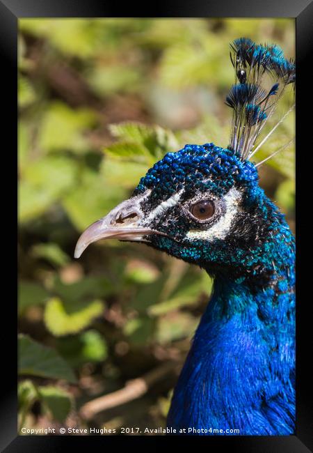 Indian blue Peacock Framed Print by Steve Hughes
