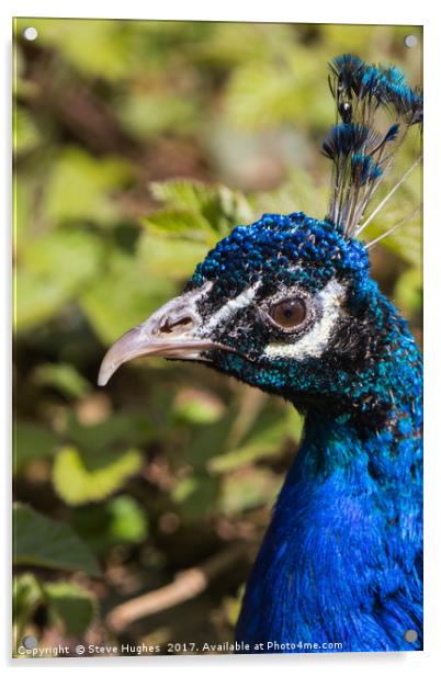 Indian blue Peacock Acrylic by Steve Hughes
