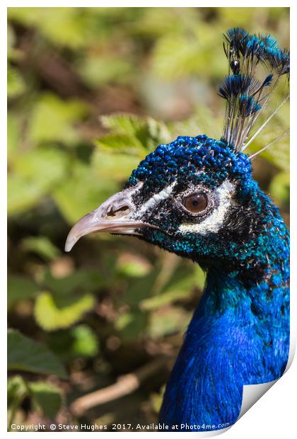 Indian blue Peacock Print by Steve Hughes