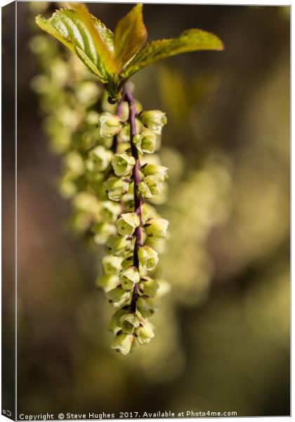 Unusual small green flowers on a tree Canvas Print by Steve Hughes