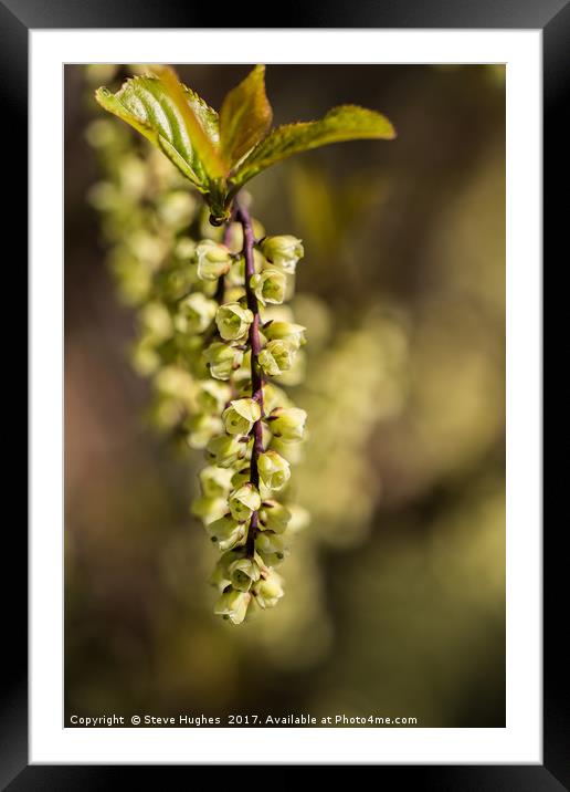 Unusual small green flowers on a tree Framed Mounted Print by Steve Hughes
