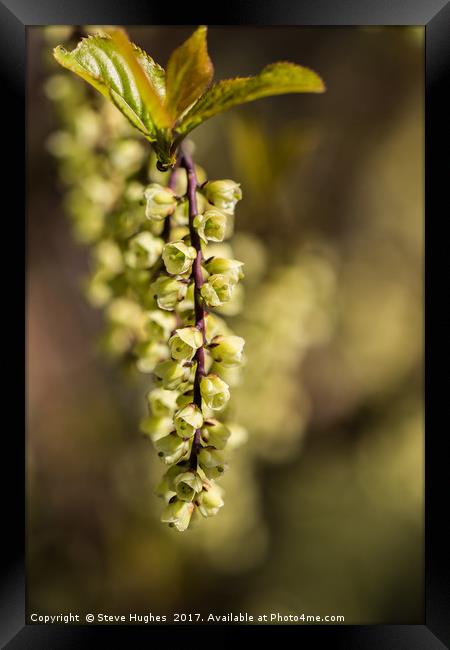 Unusual small green flowers on a tree Framed Print by Steve Hughes