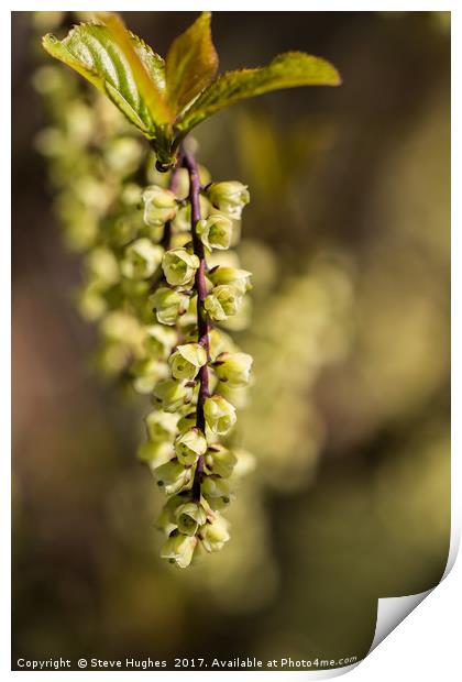 Unusual small green flowers on a tree Print by Steve Hughes